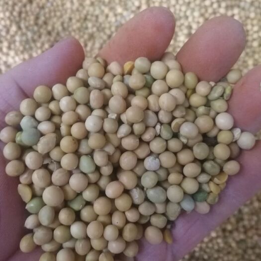 汤旺县黑河45 生大豆 2等品 