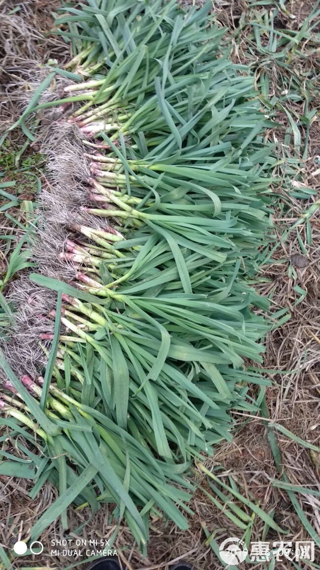 红根蒜苗 45 - 50cm 
