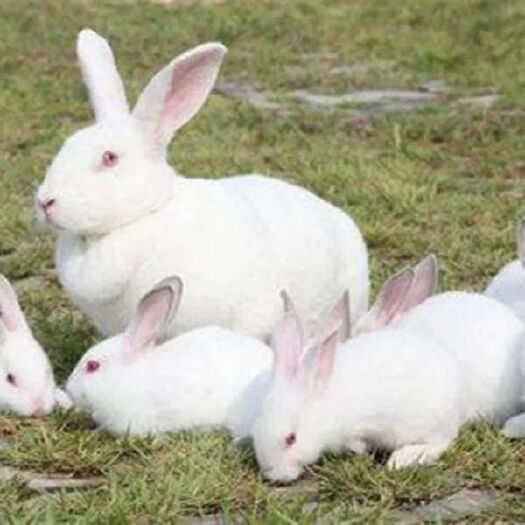 海盐县肉兔  新西兰白色种兔32元一个2只包邮，送药送兔粮。