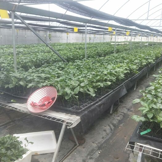 桂林台农一号百香果苗 
