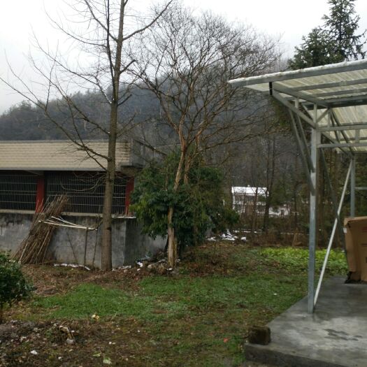 鹤峰县 原生，速生紫薇