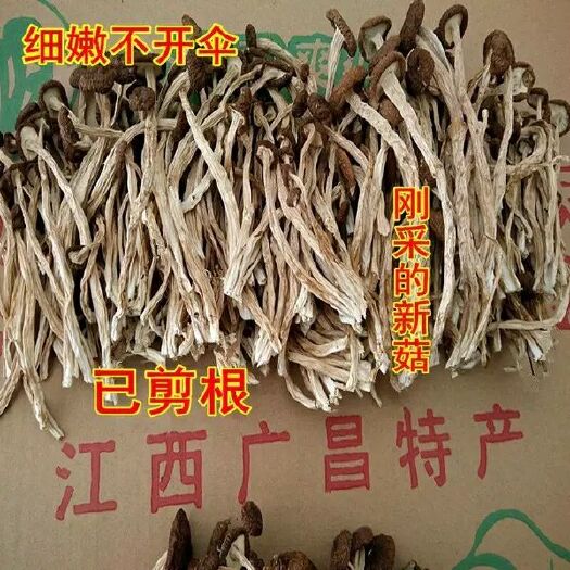 广昌县棕褐色帽茶树菇 10~12cm 未开伞 干茶树菇 