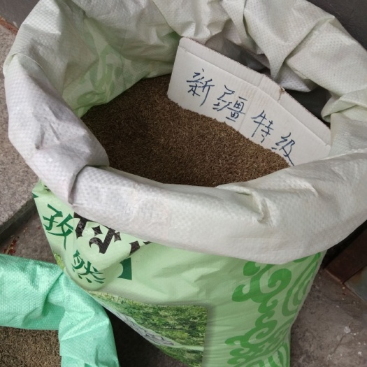 长春孜然 