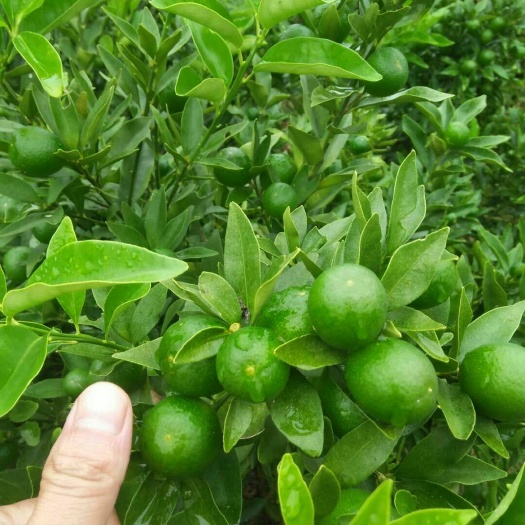 上犹县脆皮金桔苗 