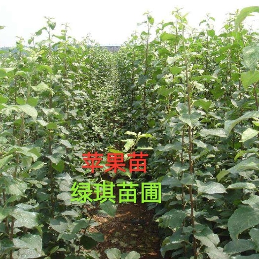扶风县矮化红富士苹果苗 1~1.5米 