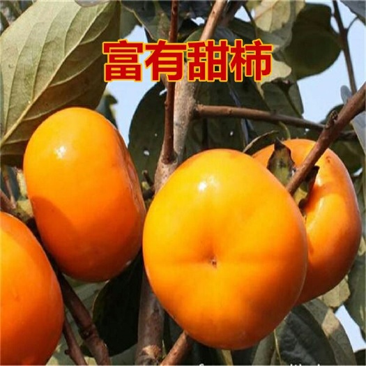 平邑县日本次郎甜柿苗 