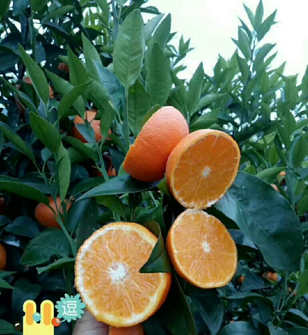 无核沃柑苗 0.5~1米 嫁接苗