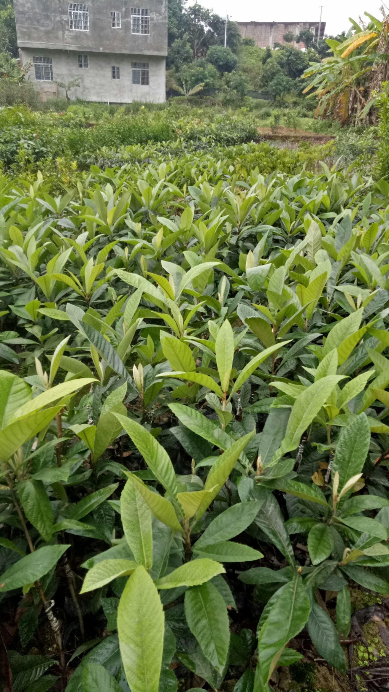 大五星枇杷苗   批杷樹苗，大五星枇杷樹苗，產(chǎn)地直銷 ，全國