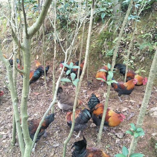 贵阳土鸡 3-4斤 统货 