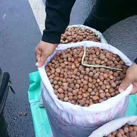 通化县榛子 2-3个月 散装 