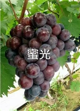 卢龙县蜜光葡萄苗