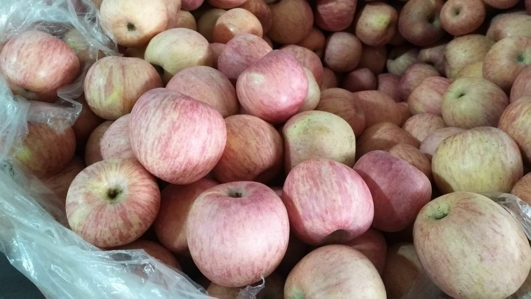 红富士苹果 75mm以上 条红 纸袋 