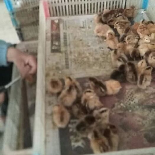 沭阳县土鸡苗 