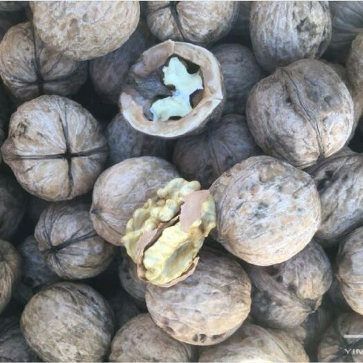 天津纸皮核桃 