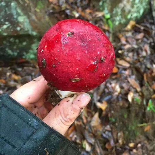 长汀县干红菇 散装 半年 