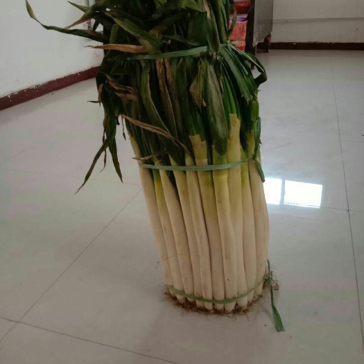 邯郸铁杆大葱 净葱