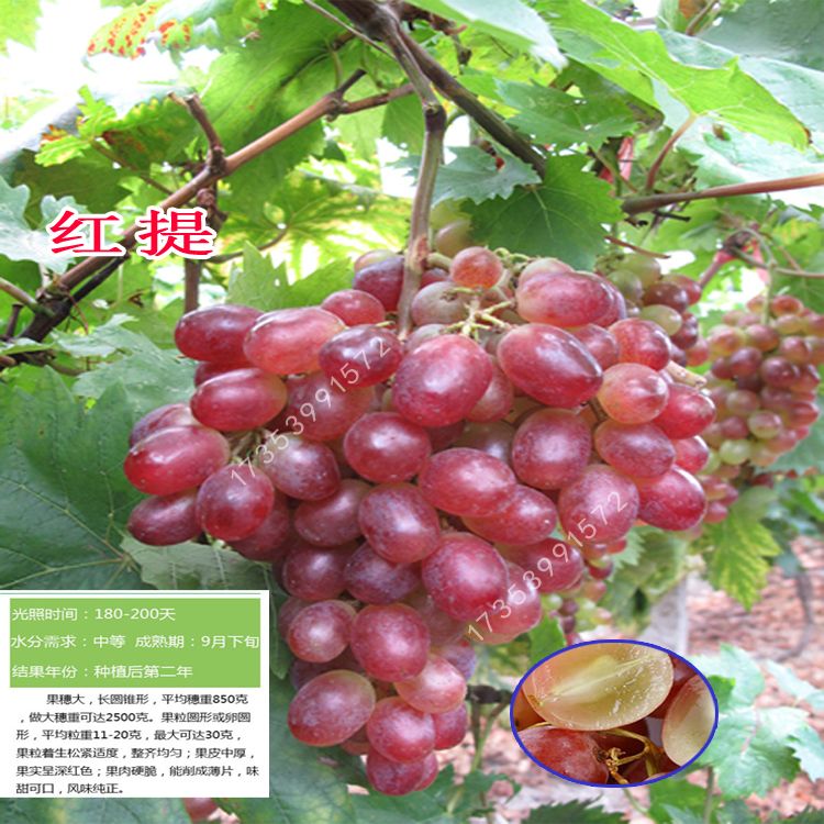 藤稔葡萄苗 