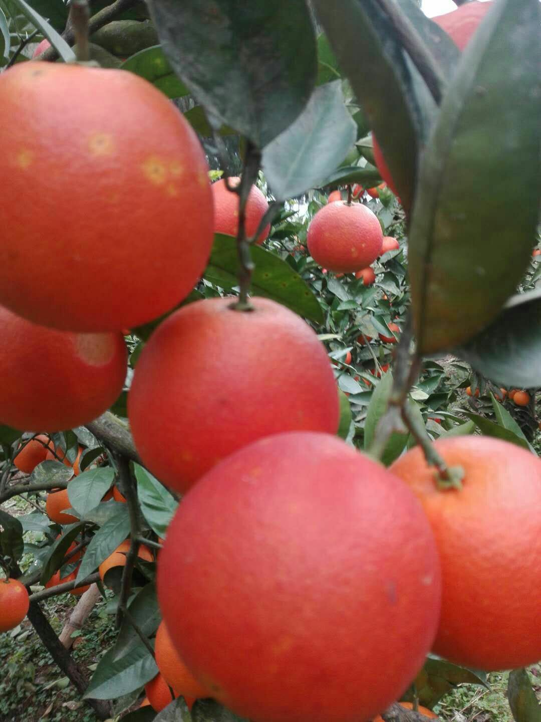 塔罗科血橙 血橙 65 - 70mm 4-8两