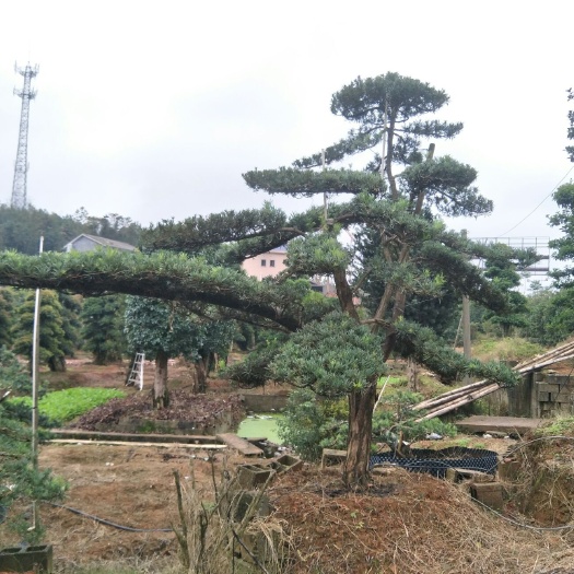 株洲罗汉松 