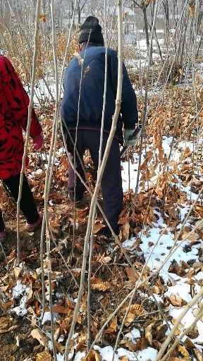 平邑县大红袍板栗苗 嫁接苗 1.5~2米 