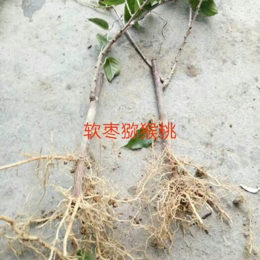 嘉祥县软枣猕猴桃苗 嫁接苗 