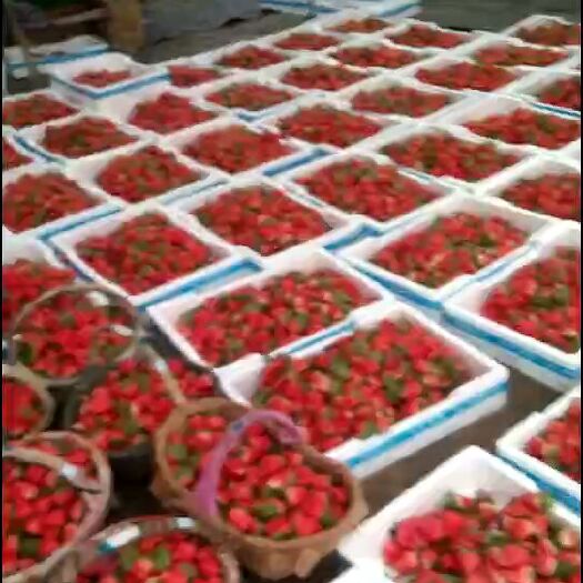 徐州宁玉草莓 20克以上 