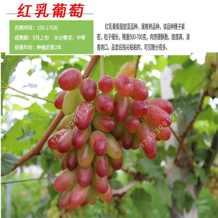 藤稔葡萄苗 