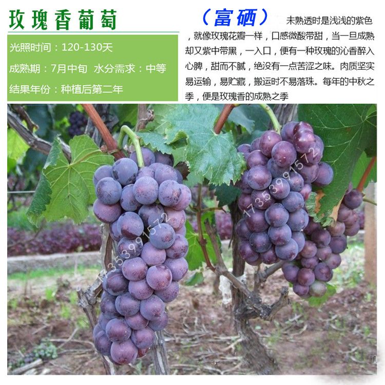 藤稔葡萄苗 