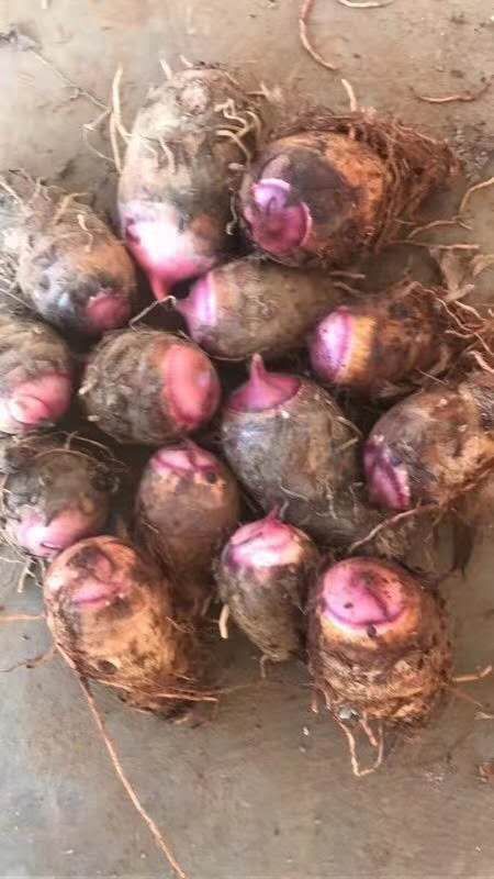 米易县红芽芋头 通货