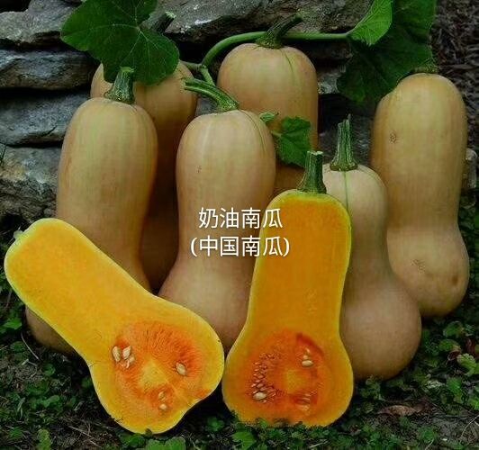 寿光市奶油南瓜种子 85%