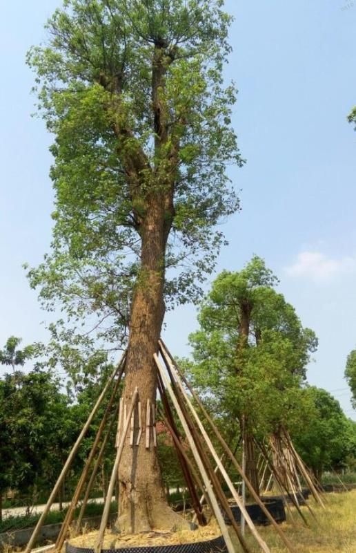 成都小叶樟 