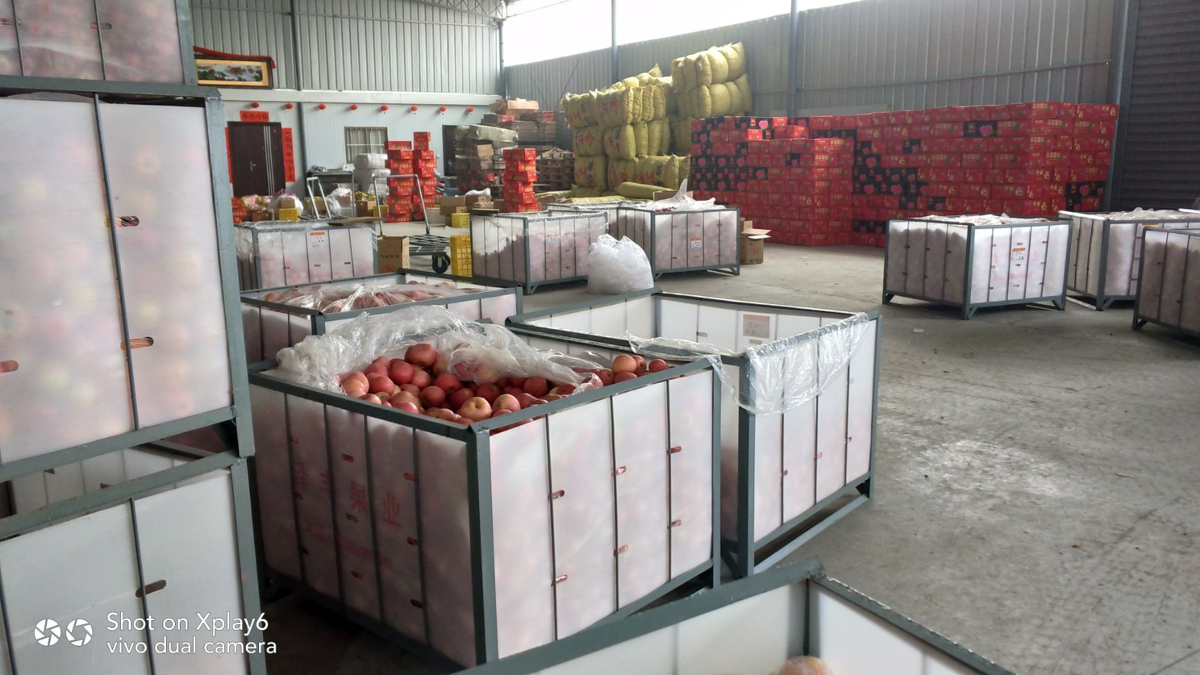 红富士苹果 75mm以上 条红 纸袋 