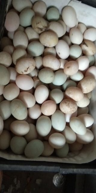 菏泽土鸭蛋 食用 散装 