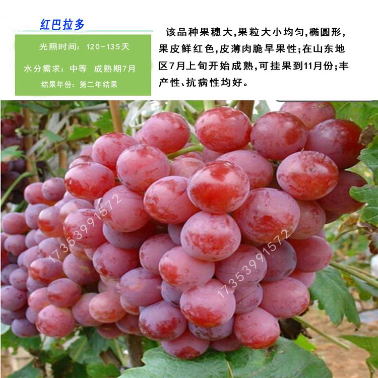 藤稔葡萄苗 