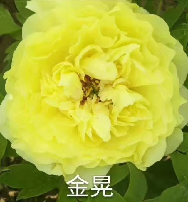观赏牡丹 欢迎你订购大富贵种植基地