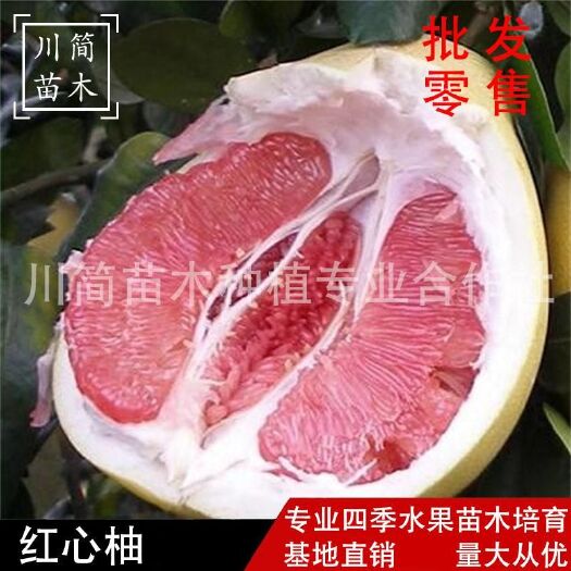 简阳市红心柚苗  基地直销  检疫证件齐全 合同品种保证
