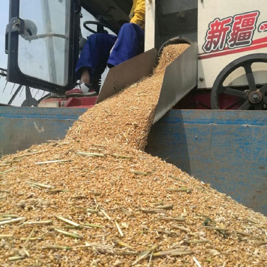 阜南县混合小麦