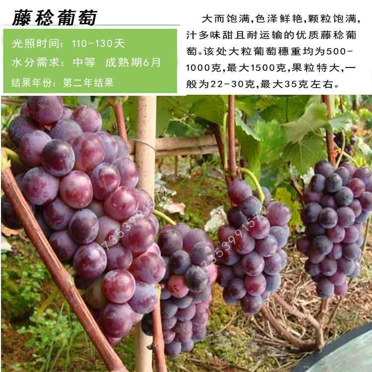 藤稔葡萄苗 