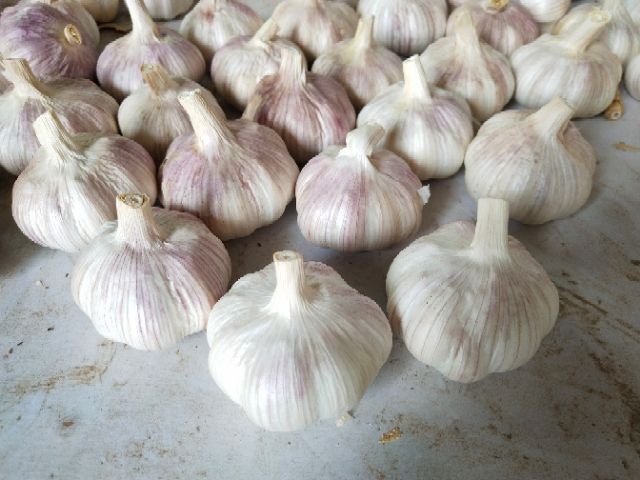 金乡县金乡大蒜 混级统货 多瓣蒜 