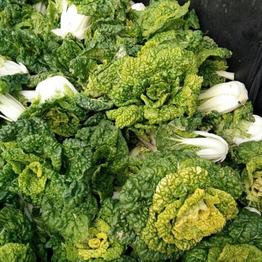 南阳北方小油菜 2~3两 