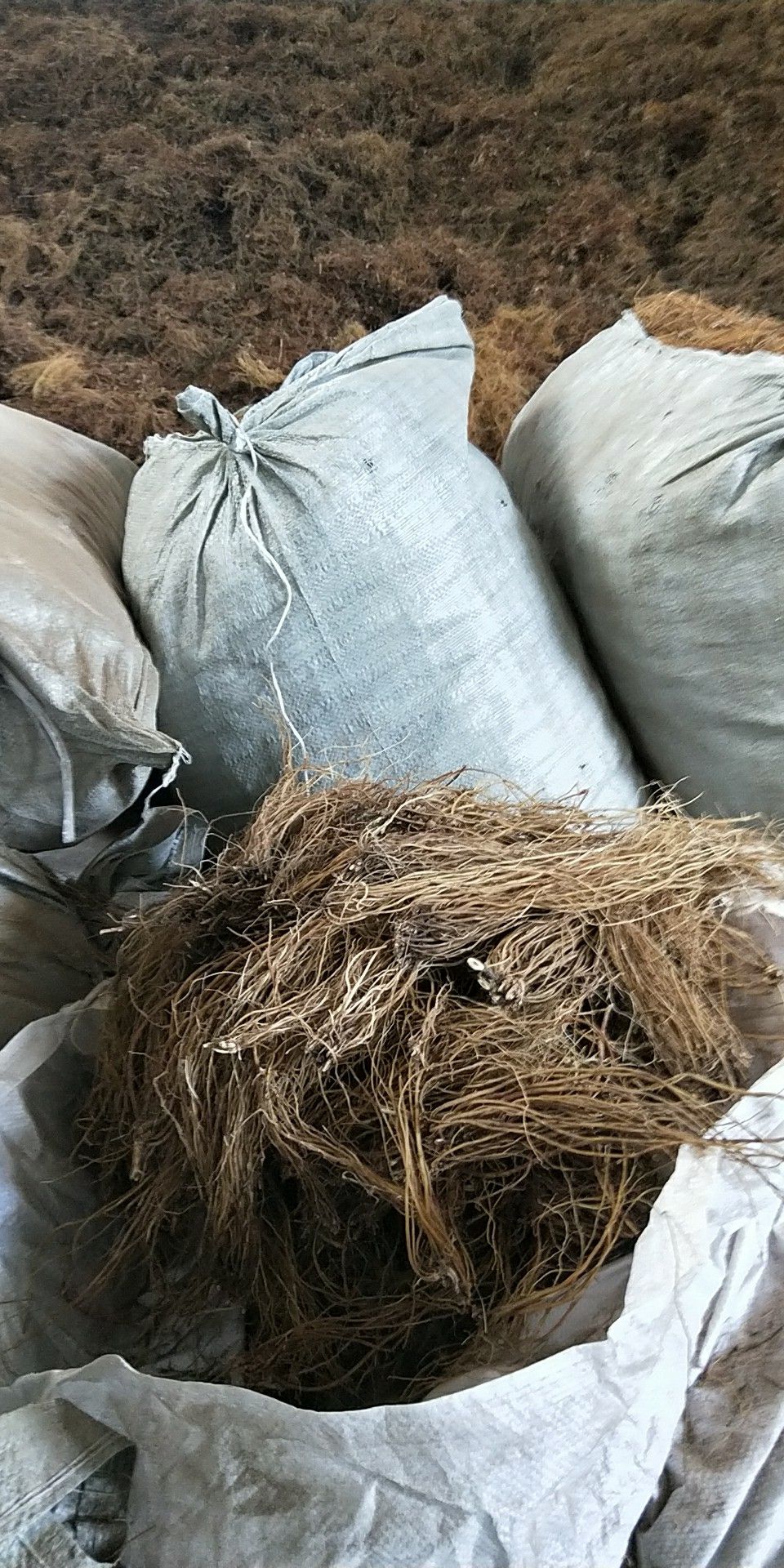 龙胆批发采购_龙胆供应_龙胆价格