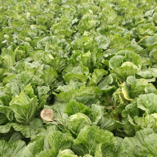 夏邑县青杂三号白菜 6~10斤 净菜 