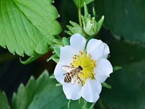 甜查理草莓 20克以上 