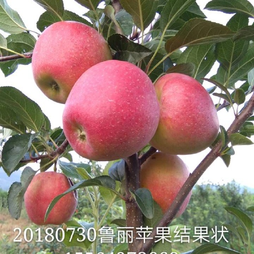 蒙阴县鲁丽苹果苗 1~1.5米 