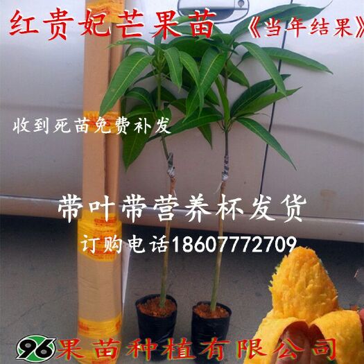 灵山县贵妃芒果苗 