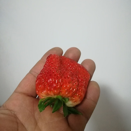 北京红颜草莓 20克以下 