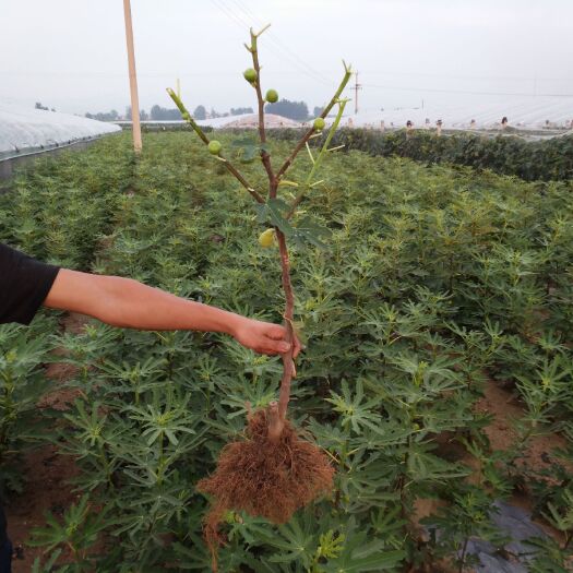 平邑县 无花果苗   波姬红苗   布兰瑞克苗  金傲芬等 量大从优
