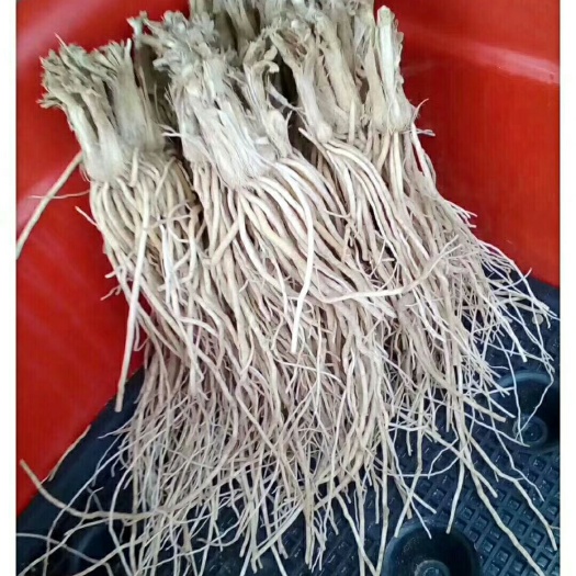 韭菜根头茬 ：可水培韭菜可露地，大棚，菜园，阳台用根12斤起