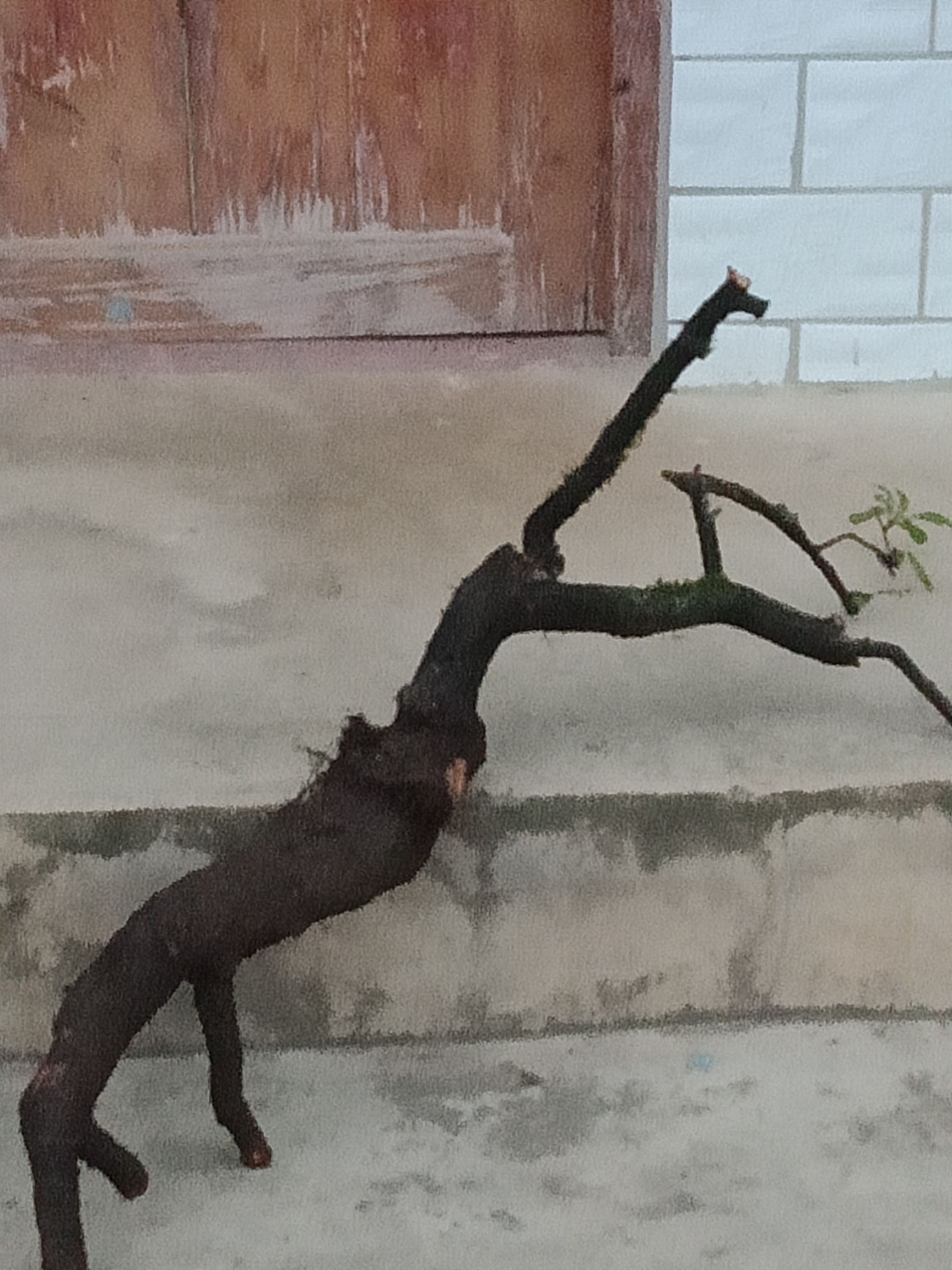 火棘桩 