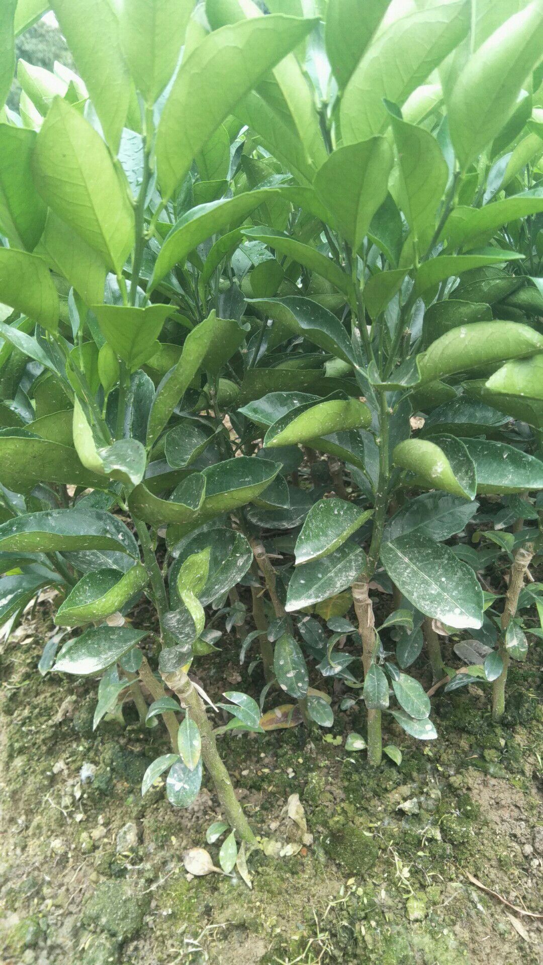 红心橙苗 嫁接苗 0.5米以下 